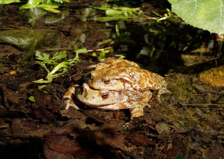 Orgia fra rospi comuni